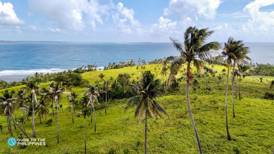 Coconut trees on a hill in Siargao Island Coconut trees on a hill in Siargao Island