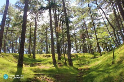 Pine trees in Baguio City