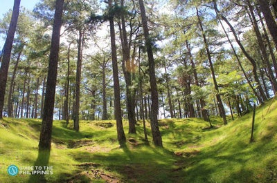 Pine trees in Baguio City