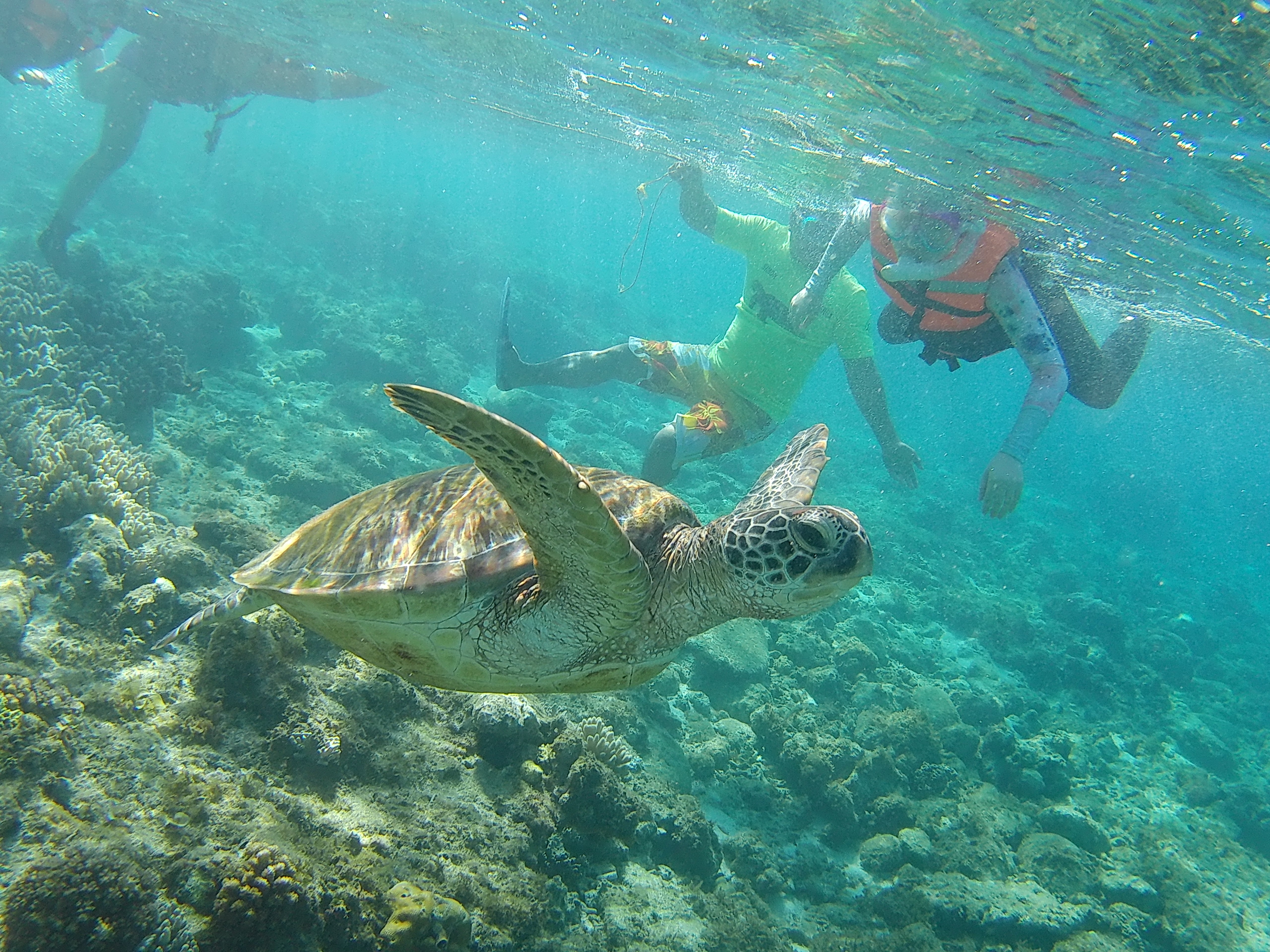 During your Dumaguete City tour package, you have the chance to swim with the turtles in the waters of Apo Island