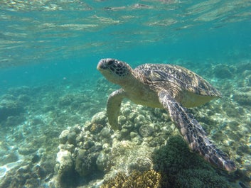 Exciting 4-Day Dumaguete City with Apo Island Tour Package from Manila City - day 3