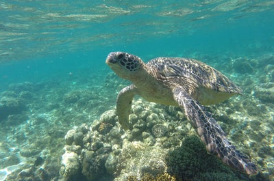 Exciting 4-Day Dumaguete City with Apo Island Tour Package from Manila City - day 3