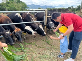 A cute kid happily grass-feeding cows during this Pinkie’s Farm adventure tour