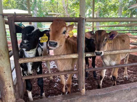 Pinkie's Farm Adventure Tour in Batangas Province with Picnic Lunch