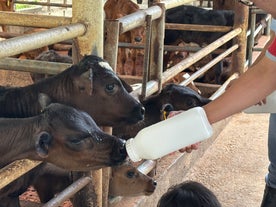 Bottle-feeding an adorable calf, an exciting activity during this Pinkie’s Farm adventure tour