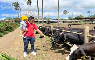 Visitors feeding cows with fresh grass as part of this interactive Pinkie’s Farm tour experience