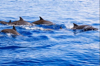 Incredible 4-Day Bohol Island Tour Package at Mithi Resort & Spa with Local Flights