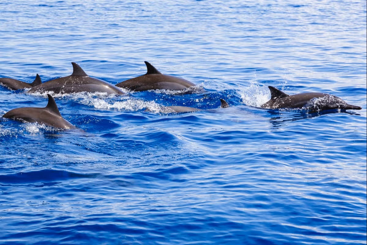 Incredible 4-Day Bohol Island Tour Package at Mithi Resort & Spa with Local Flights