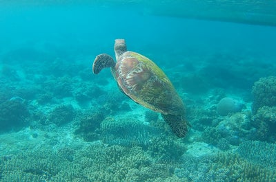 Wander around the ancient Siliman University in Dumaguete City