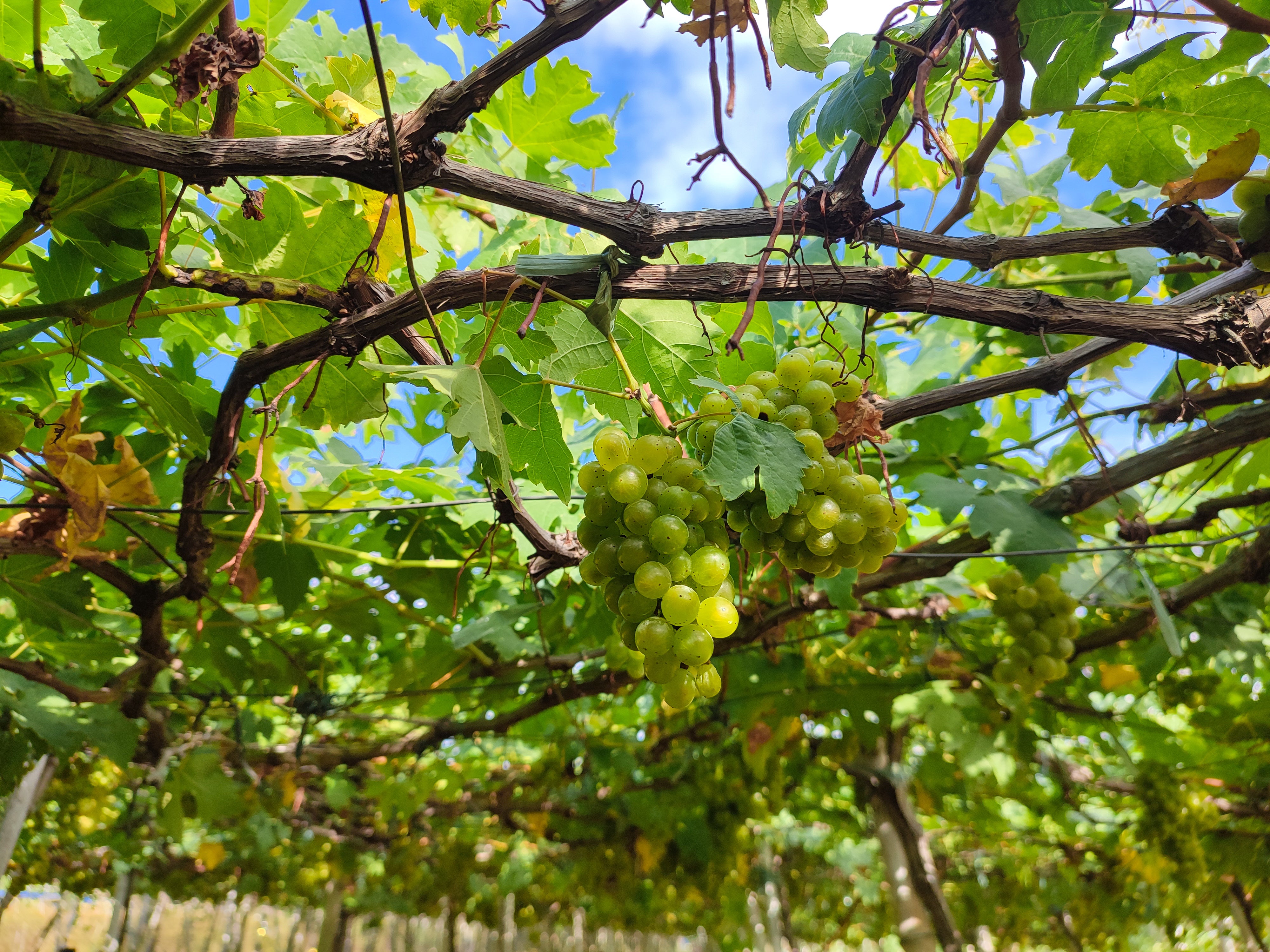 Tour to La Union Province’s Beach, Nature & Culture Attractions from Manila City