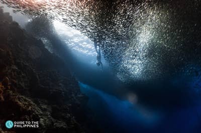 Swimming with sardines
