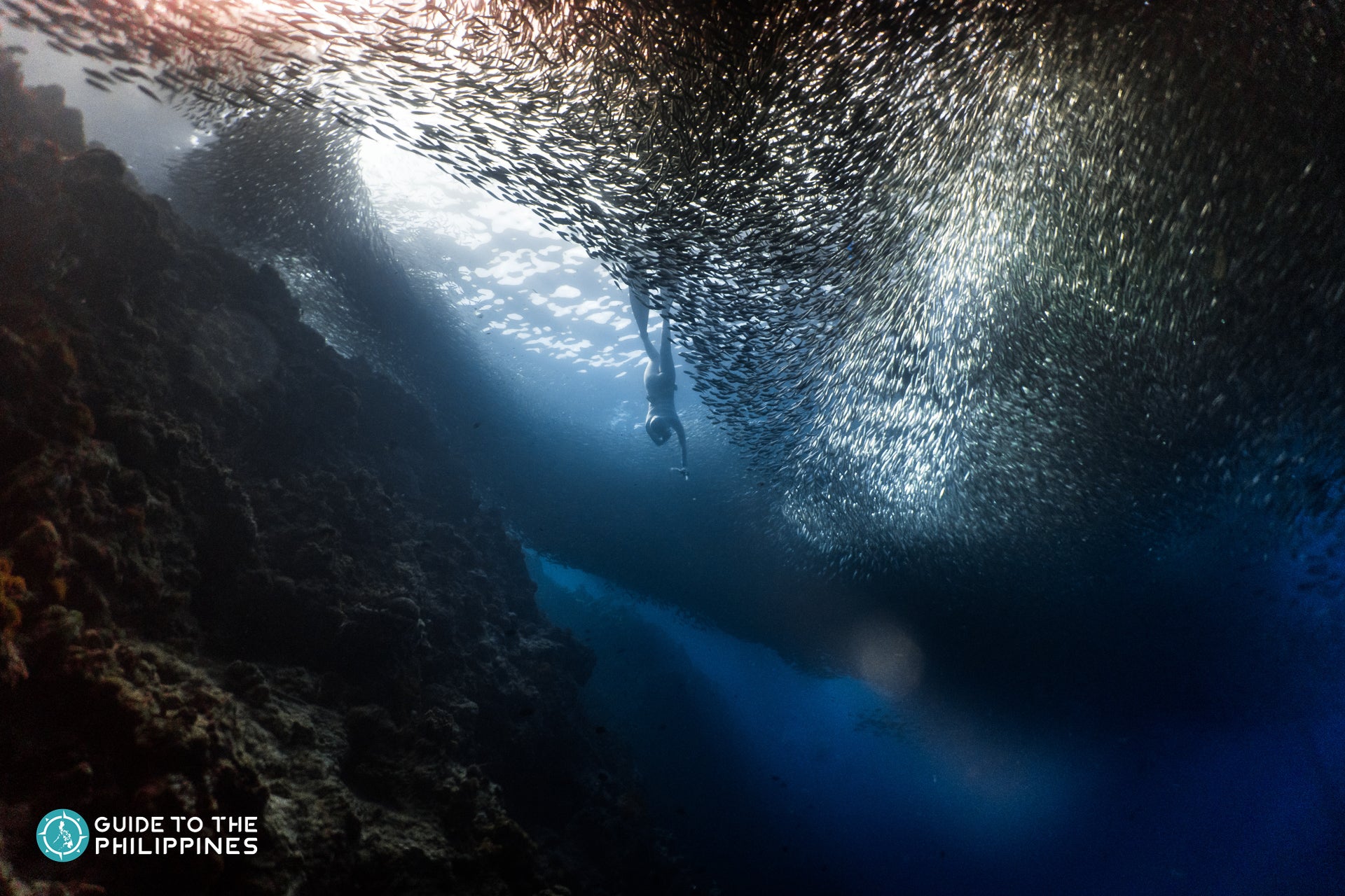 Swimming with sardines