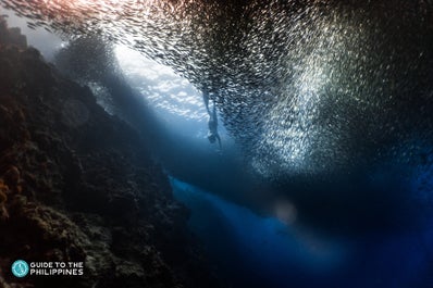 Swimming with sardines