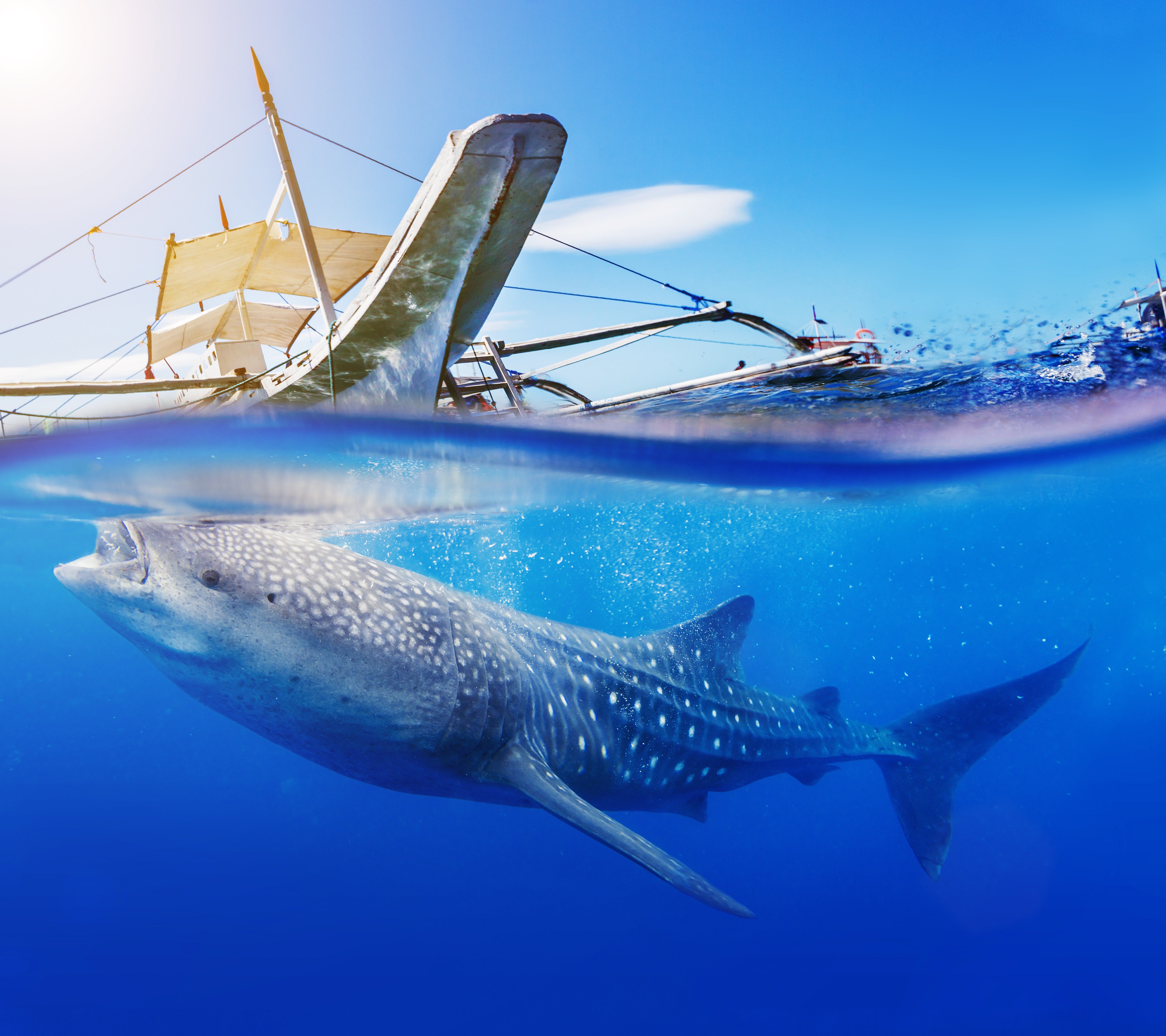 Whale Shark Watching