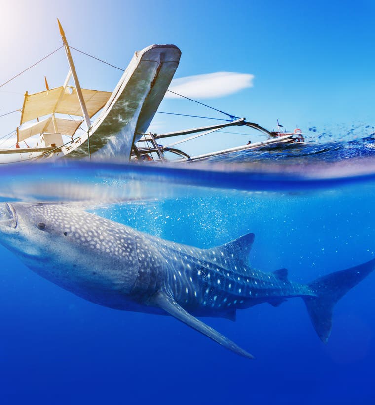 Whale Shark Watching Tours