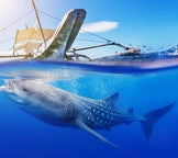 Whale Shark Watching