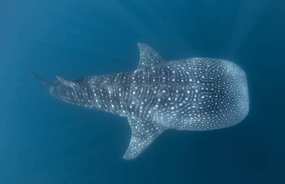 Whale Shark Watching in Donsol Town of Sorsogon Province with Transfers