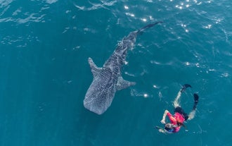 A tourist enjoying this unforgettable marine interaction while swimming alongside a majestic whale shark in Donsol town, Philippines