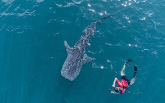 A tourist enjoying this unforgettable marine interaction while swimming alongside a majestic whale shark in Donsol town, Philippines
