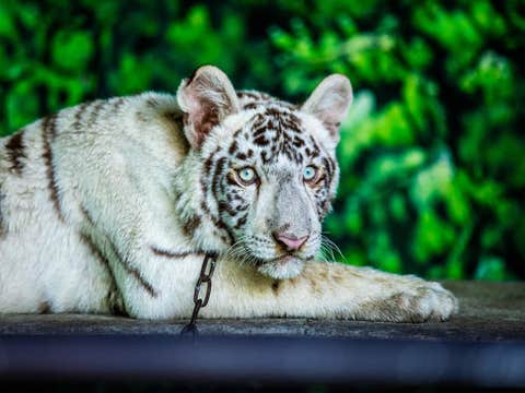 Day Pass to Clark Safari and Adventure Park in Pampanga Province