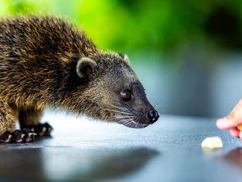 Day Pass to Clark Safari and Adventure Park in Pampanga Province