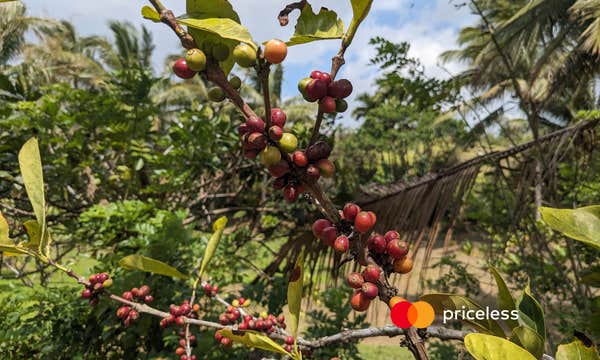 Learn Coffee Farming & Brewing Near Tagaytay City from Manila with Premium Gift