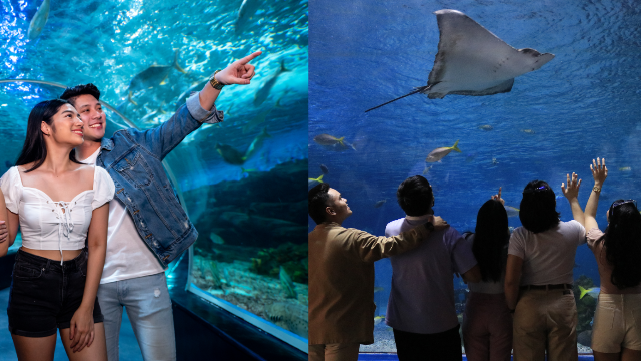 Guests enjoying the Oceanarium at Manila Ocean Park.