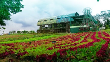 View a variety of fresh vegetables growing in Paradizoo Theme Farm’s gardens.