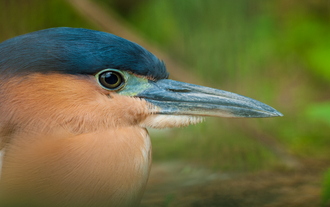 See colorful birds up close at the aviary in ZOORI Theme Park in Tagaytay City.