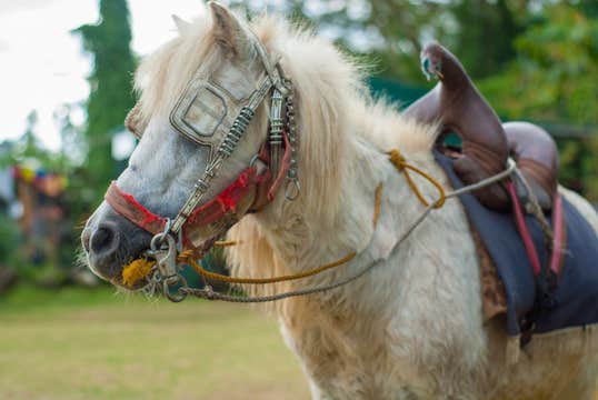 Day Pass to ZOORI Theme Park in Tagaytay City