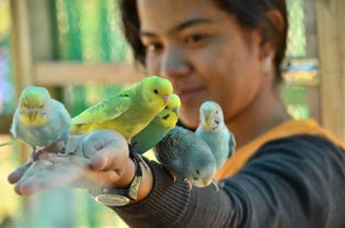 Interact with bright and playful birds at the aviary in ZOORI Theme Park in Tagaytay City.