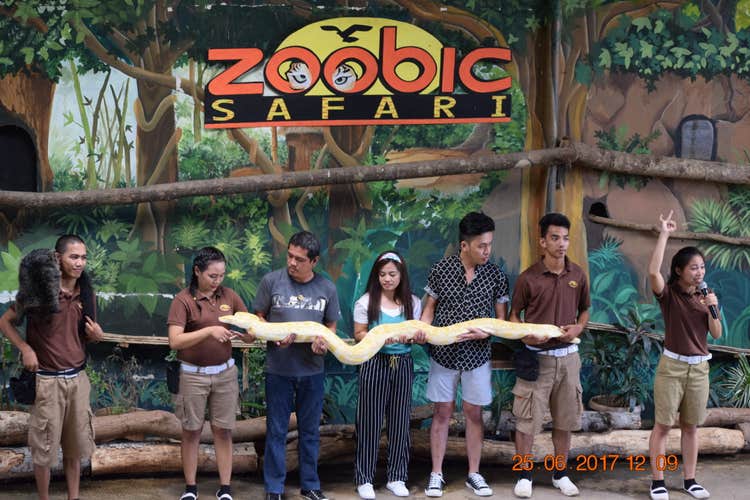 A group of tourists posing with a huge snake at the Zoobic Safari, which is an ideal cruise port day tour for passengers.