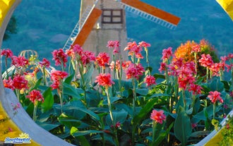 See the vibrant blooms of Sirao Garden when you book this Cebu City highlands tour