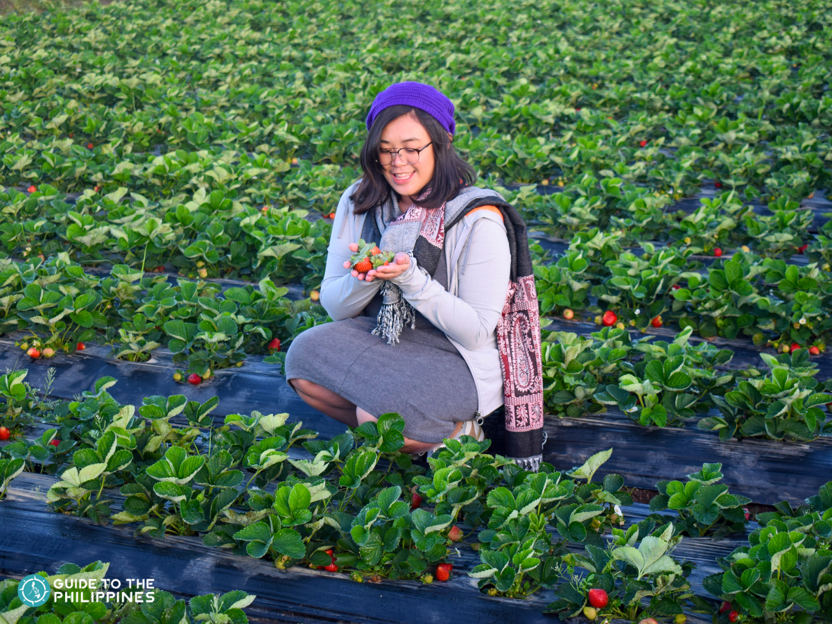 A traveler having a blast picking strawberries in La Trinidad town just outside Baguio City.