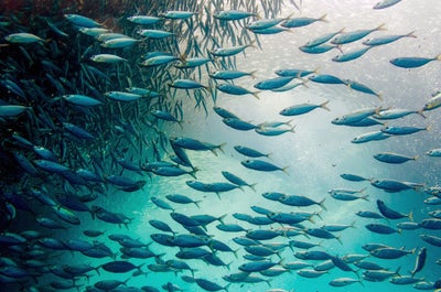 Fun 8-Day Cebu & Siargao Islands Beaches & Top Attractions Tour Package - day 6