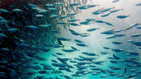 Fun 8-Day Cebu & Siargao Islands Beaches & Top Attractions Tour Package - day 6