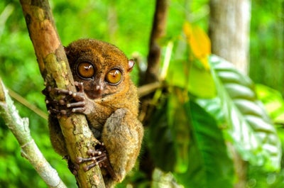 Thrilling 10-Day Whale Sharks & Dolphins Tour Package to Sorsogon Province, Bohol & Cebu Islands - day 2