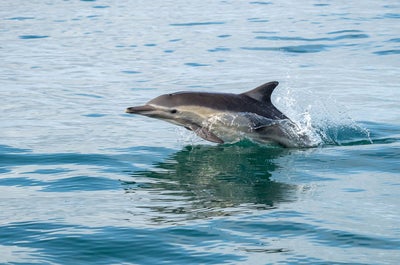 Thrilling 10-Day Whale Sharks & Dolphins Tour Package to Sorsogon Province, Bohol & Cebu Islands - day 3