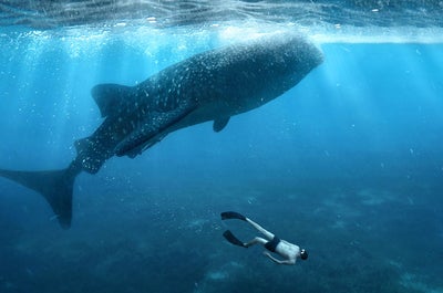 Thrilling 10-Day Whale Sharks & Dolphins Tour Package to Sorsogon Province, Bohol & Cebu Islands - day 5