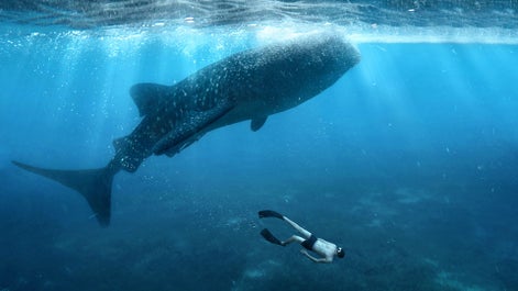 Thrilling 10-Day Whale Sharks & Dolphins Tour Package to Sorsogon Province, Bohol & Cebu Islands - day 5