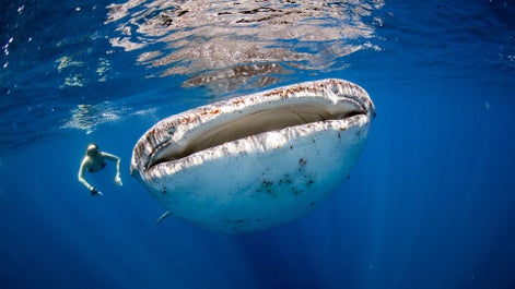 Thrilling 10-Day Whale Sharks & Dolphins Tour Package to Sorsogon Province, Bohol & Cebu Islands - day 7