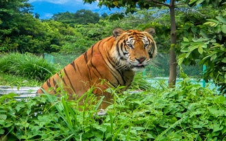 A majestic tiger resting at Zoocolate Thrills theme park, a thrilling highlight for visitors during this zoo tour in Bohol Island
