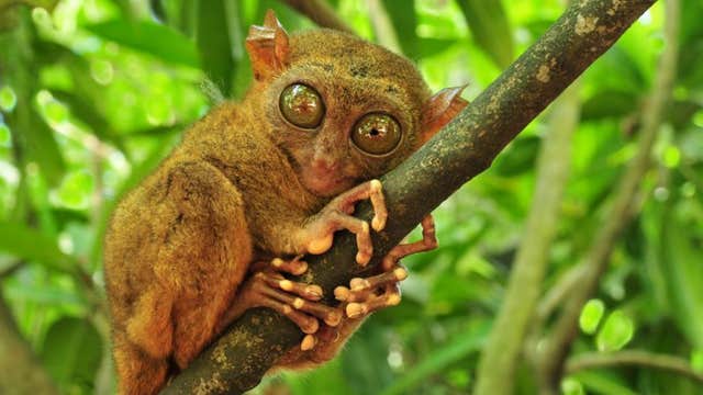 Ticket to Zoocolate Thrills Theme Park in Bohol Island