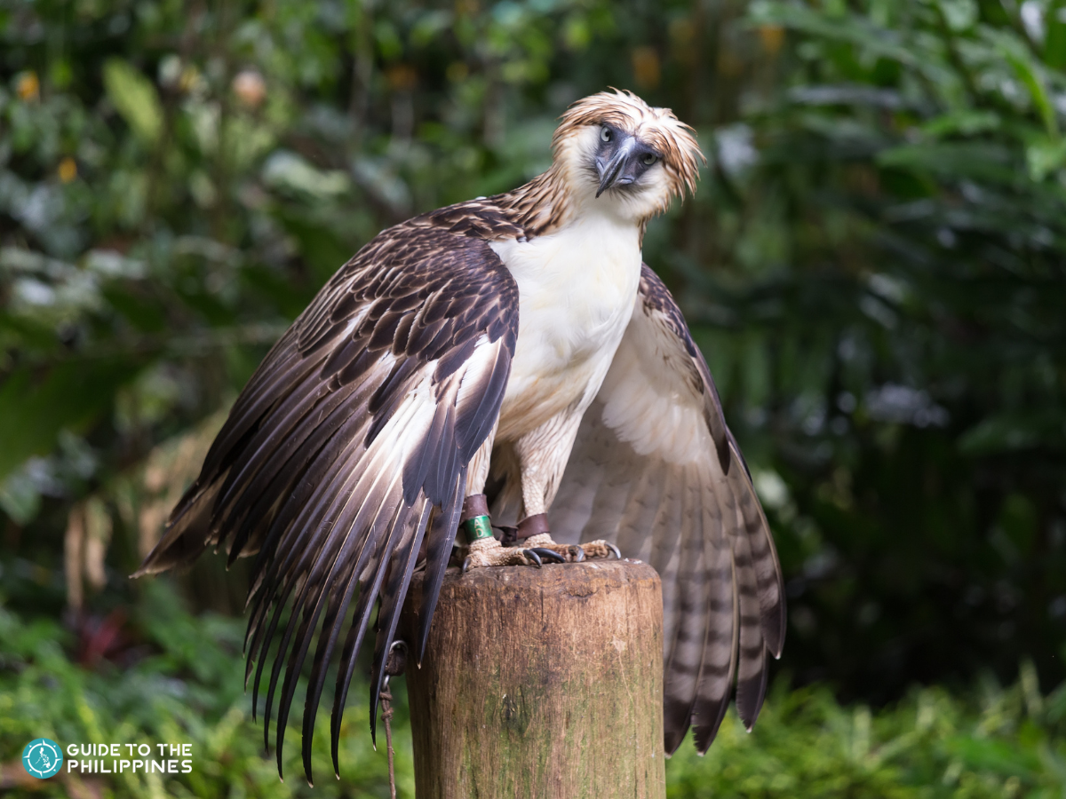 A Philippine Eagle at the Philippine Eagle Center  in Davao City.