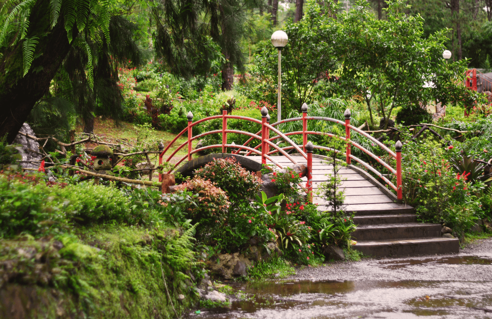 Pine trees in Baguio City