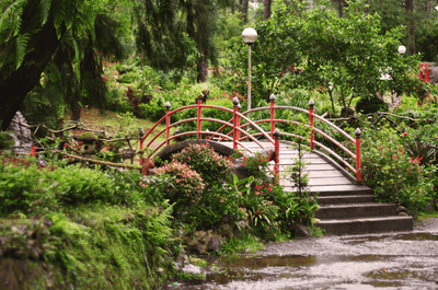 Pine trees in Baguio City