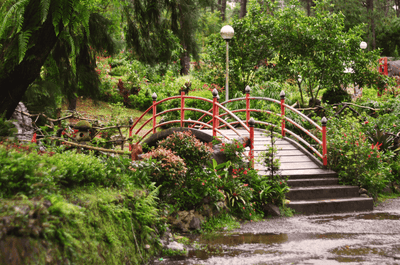 Pine trees in Baguio City
