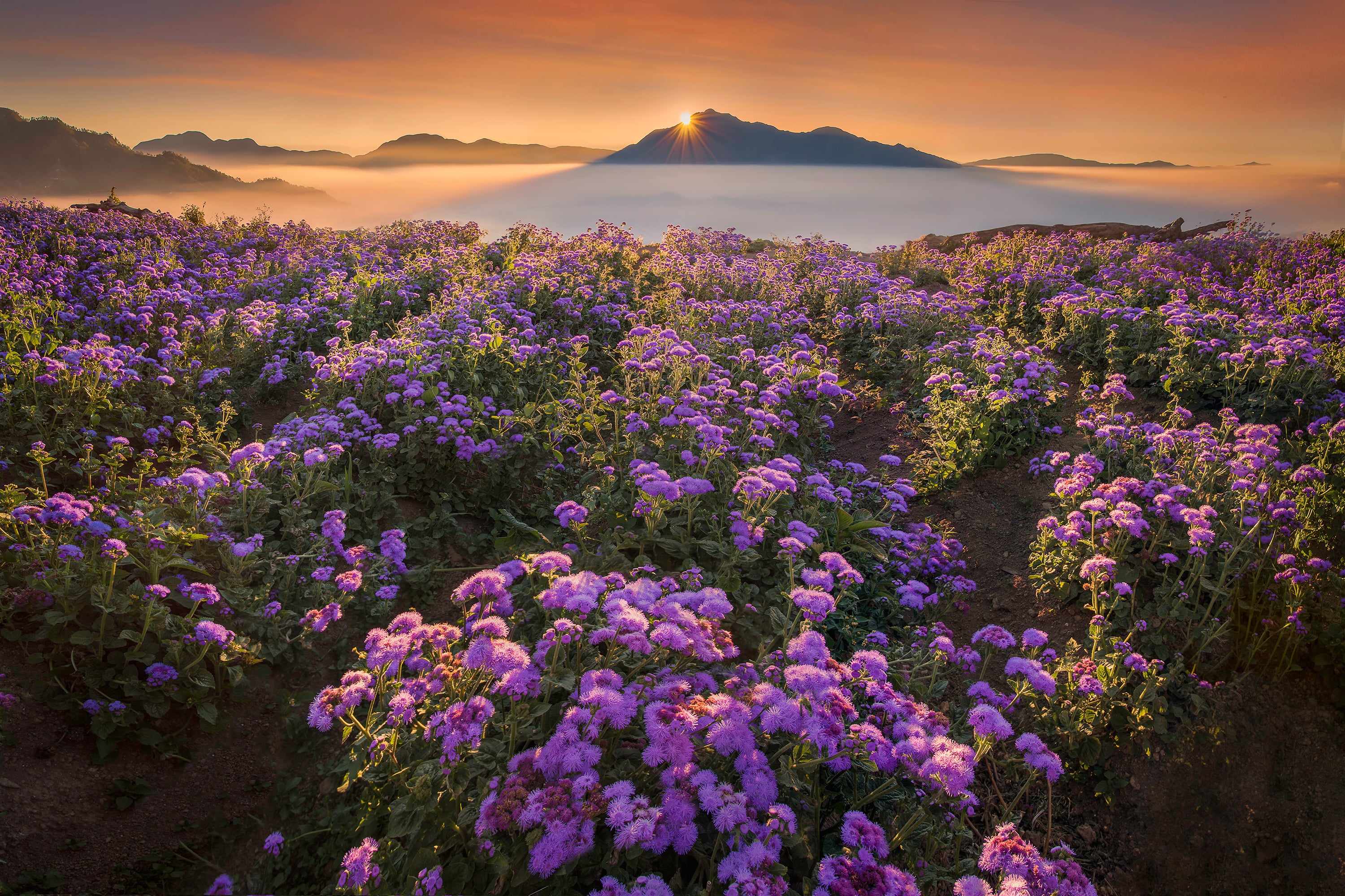 1-Week Highlands & Cultural Tour Package to Baguio City, Sagada Town & Benguet Province from Manila