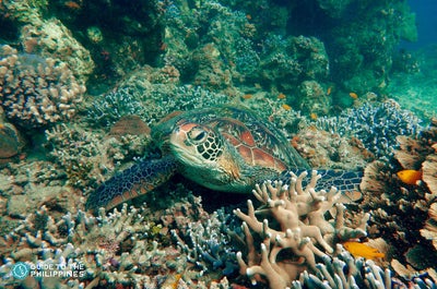 Exciting 1-Week Dumaguete City & Siquijor Island Tour Package to Beaches & Marine Life from Manila - day 3