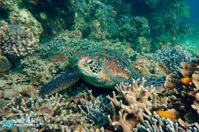 Exciting 1-Week Dumaguete City & Siquijor Island Tour Package to Beaches & Marine Life from Manila - day 3